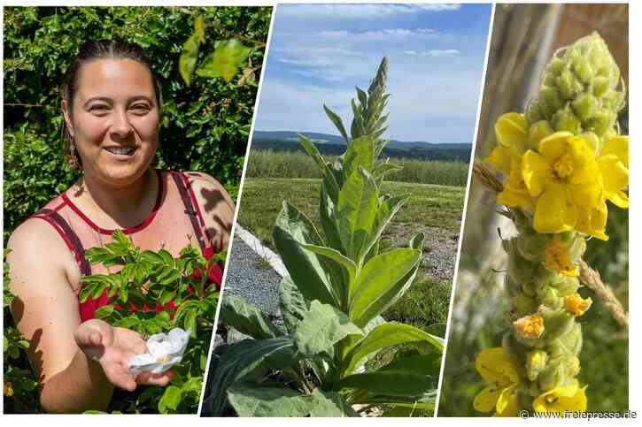 Erkältungshelfer aus der Natur: Vogtländerin gibt Tipps, wie man diese Pflanze verwenden kann