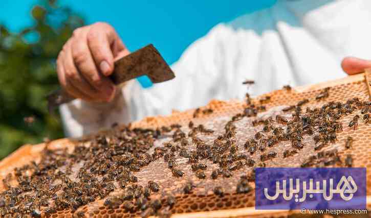 النحالون يحذرون من العسل المغشوش .. ويطالبون بحماية الإنتاج المغربي