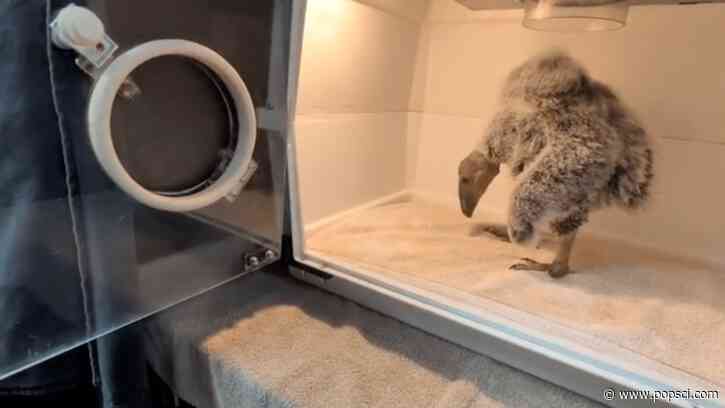 Single California condor mother gets help raising her chick