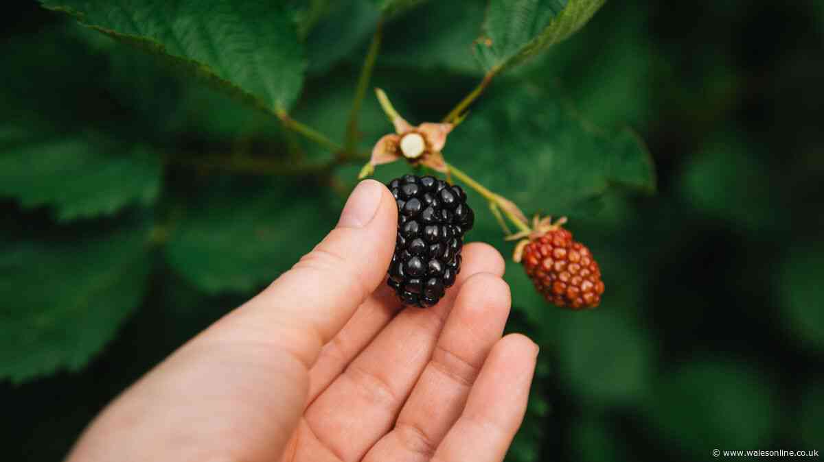 Gardeners’ World presenter names four rules you must ‘adhere to’ when picking blackberries