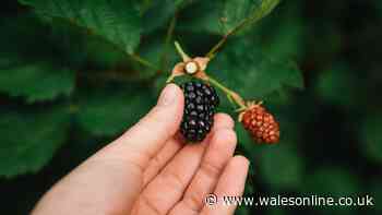 Gardeners’ World presenter names four rules you must ‘adhere to’ when picking blackberries