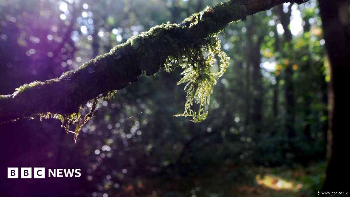 The ancient woodland left untouched for 100 years