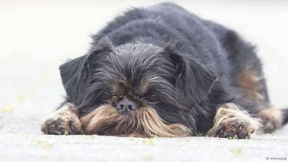 Schmollender Blick, abgewandter Kopf: Können Hunde wirklich beleidigt sein?