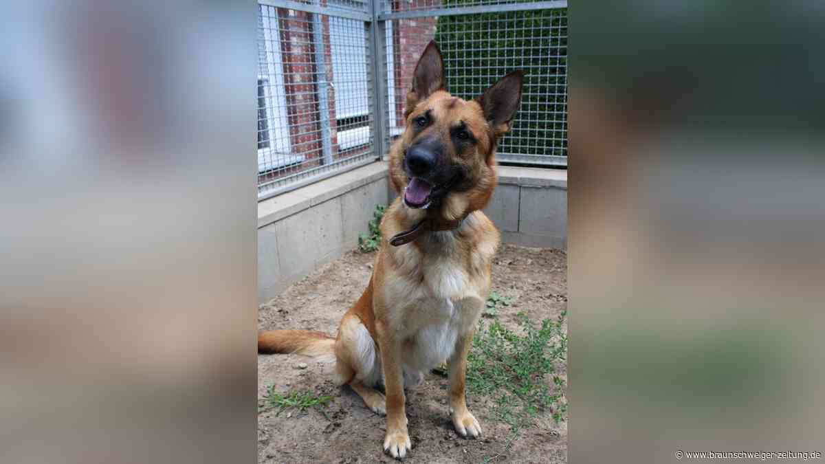 Kobra aus dem Tierheim Braunschweig will gefallen – ihm fehlt nur der richtige Mensch