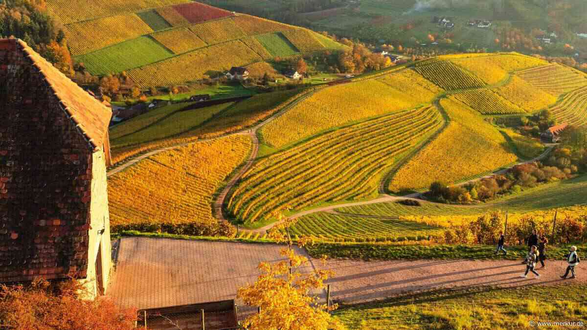 Weinwanderungen im Herbst entlang goldener Hänge und süßer Trauben