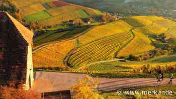 Weinwanderungen im Herbst entlang goldener Hänge und süßer Trauben