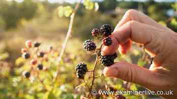 Gardeners' World star says 'never pick blackberries here' as he shares four vital rules