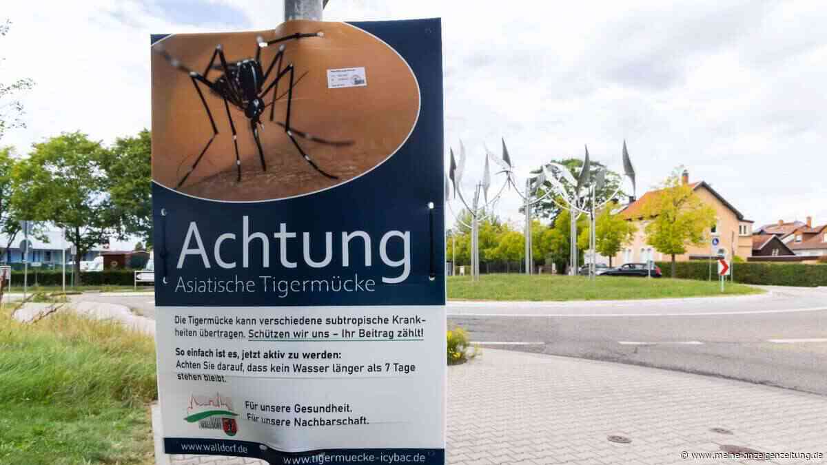 Schluss mit Tigermücken: Dieser einfache Trick vertreibt sie ganz ohne Chemie