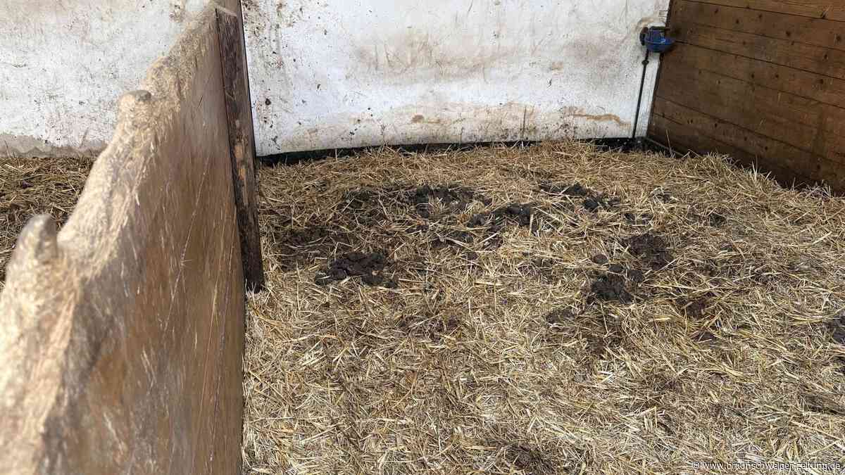 „Katastrophale Zustände“ auf diesem fluchtartig verlassenen Gifhorner Pferdehof