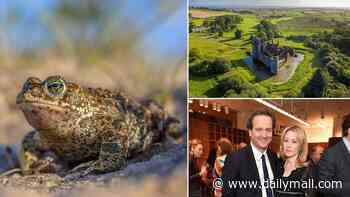 Toadally amazing!... the aristos who jumped into action to rescue the rare natterjack