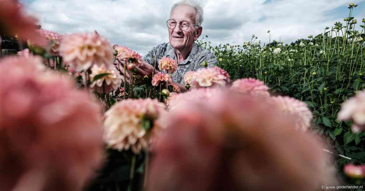 Hoe een smakeloos knolletje uit oorlogstijd de trots van de Achterhoek werd