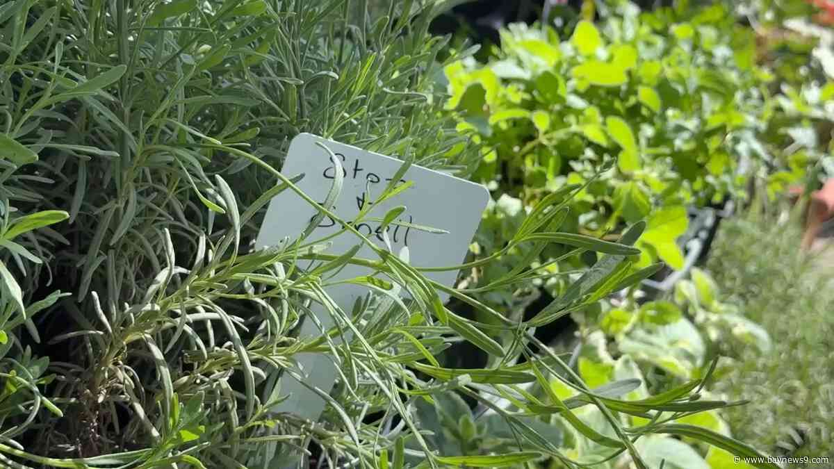 Lakeland cracks down on watering violations with new fines