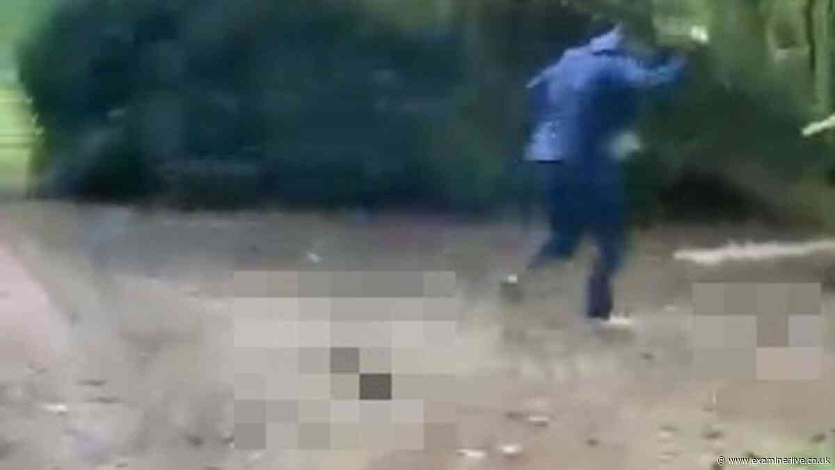 'Worst I have ever seen' - Man hits ducks with huge tree branch before horror stamp