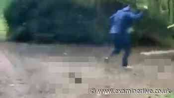 'Worst I have ever seen' - Man hits ducks with huge tree branch before horror stamp