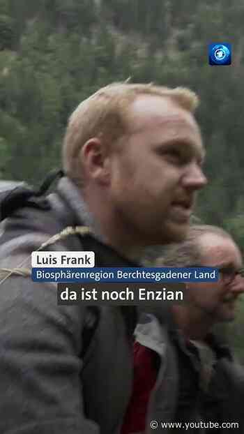 Artenvielfalt: Freiwillige retten Almen #tagesschau #naturschutz