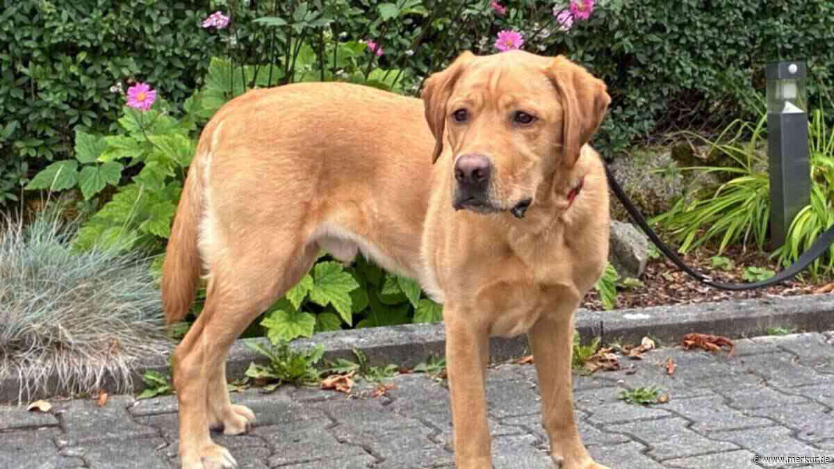 „Mr. Sam leidet still“: Tierhilfe-Verein sucht Hundeprofi für Vierbeiner