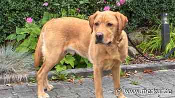 „Mr. Sam leidet still“: Tierhilfe-Verein sucht Hundeprofi für Vierbeiner