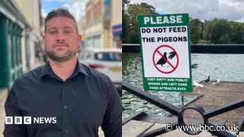 Town gets in a flap over High Street pigeon mess