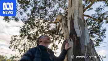 Nick Rogers's leafy suburb is ground zero in Australia's battle over trees