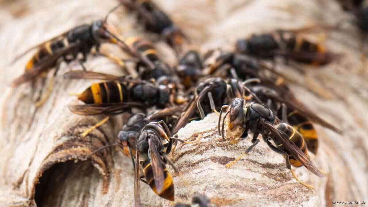 „Übliche Schutzanzüge reichen nicht mehr“: Asiatische Hornisse in München nachgewiesen
