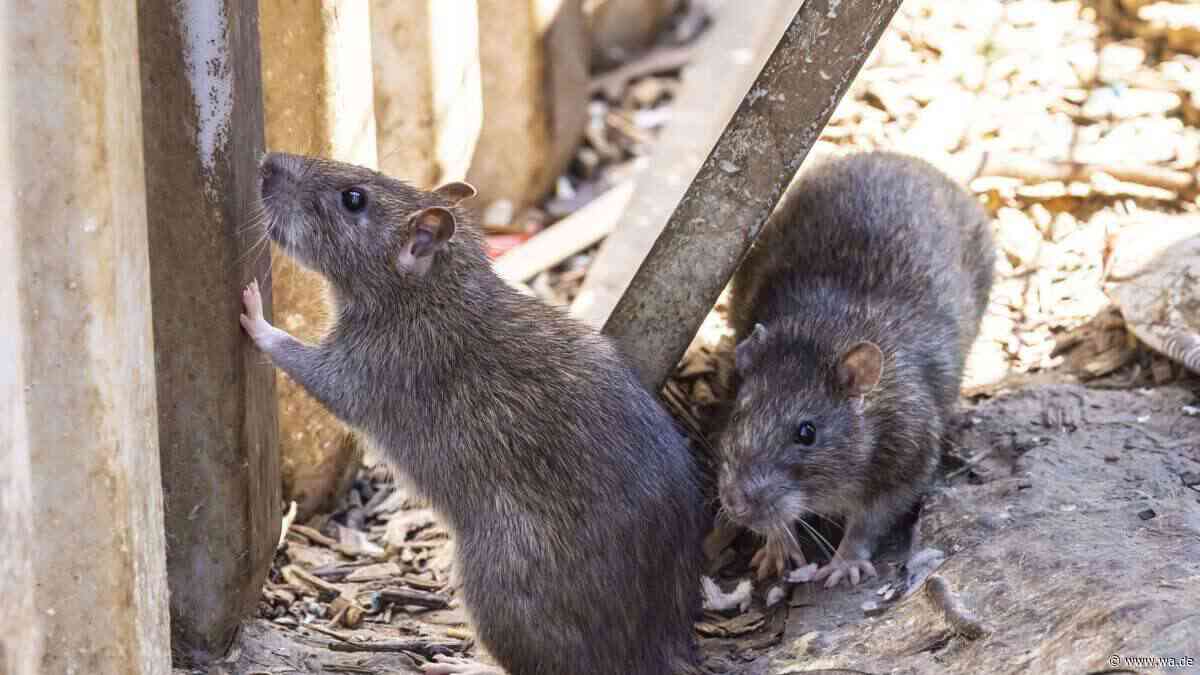 Schädlingsbekämpfer offenbart: Hier leben in NRW die meisten Ratten