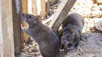 Schädlingsbekämpfer offenbart: Hier leben in NRW die meisten Ratten