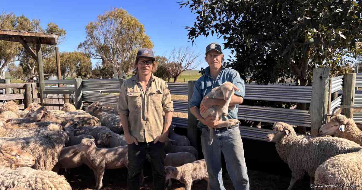'Dad was a big sheep man': How Merinos hold the Pluschke family's history