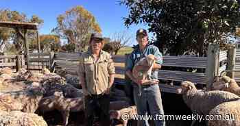 'Dad was a big sheep man': How Merinos hold the Pluschke family's history