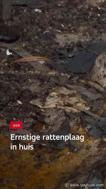 Ernstige rattenplaag in huis