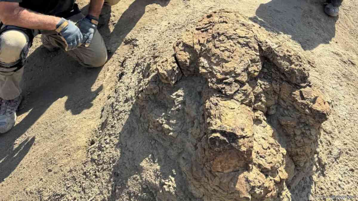 Leraar in VS vindt eerste aaneengesloten voetsporen van volwassen T. rex
