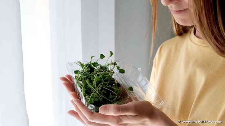Broccoli sprouts linked to salmonella outbreak recalled after 22 are sickened