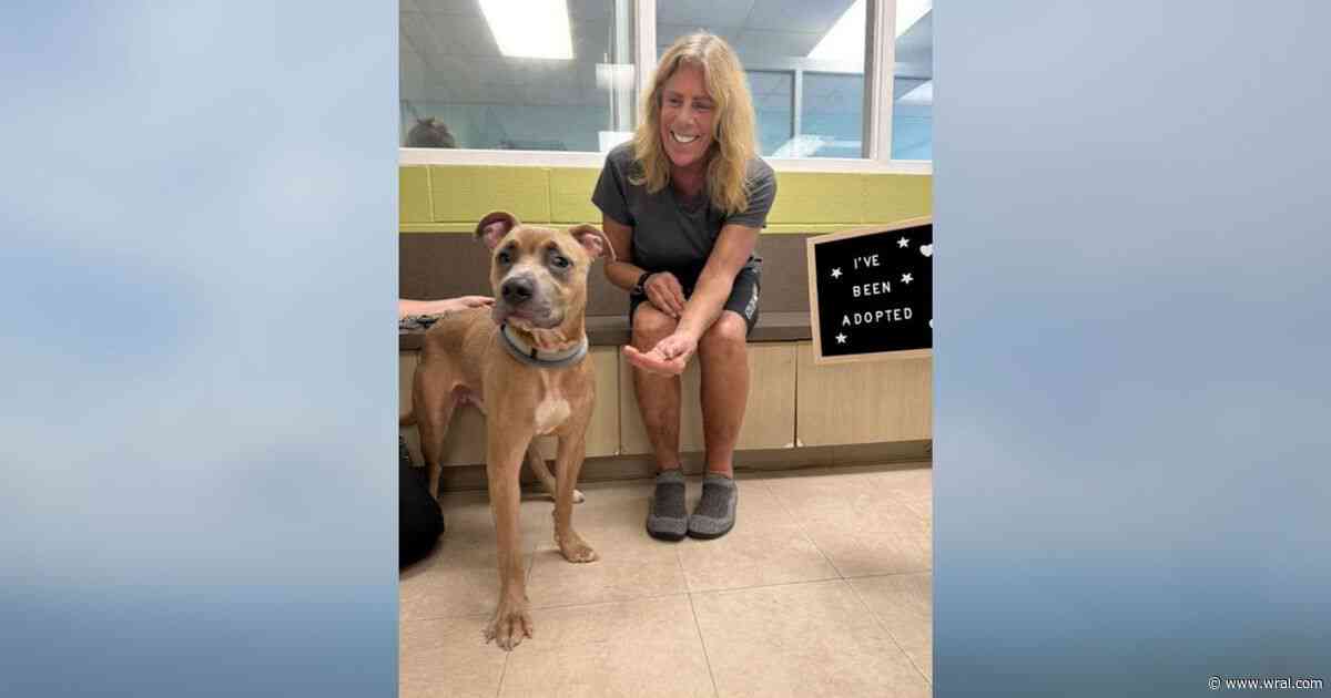 Dog found in a dumpster in Durham has found a home