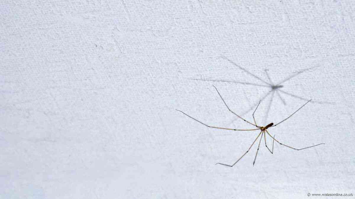 Experts explain reason for homes being overrun with spiders during September