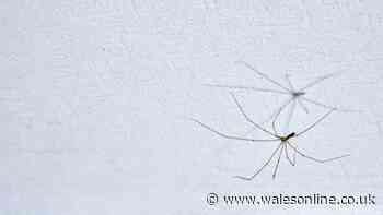 Experts explain reason for homes being overrun with spiders during September