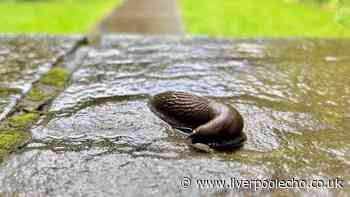 Slugs and snails will be ‘instantly repelled' from your garden if you use simple DIY spray