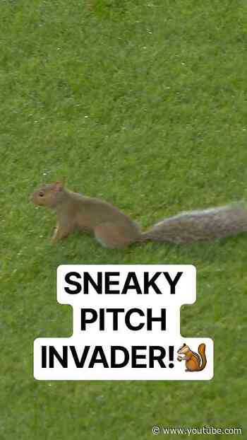 WHAT A RUN for this SQUIRREL!🐿️