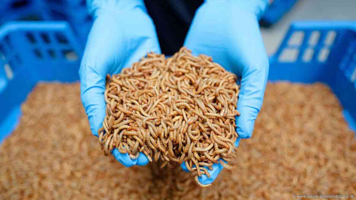 Warum gibt es keine Insekten auf unseren Tellern?