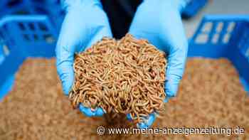 Warum gibt es keine Insekten auf unseren Tellern?