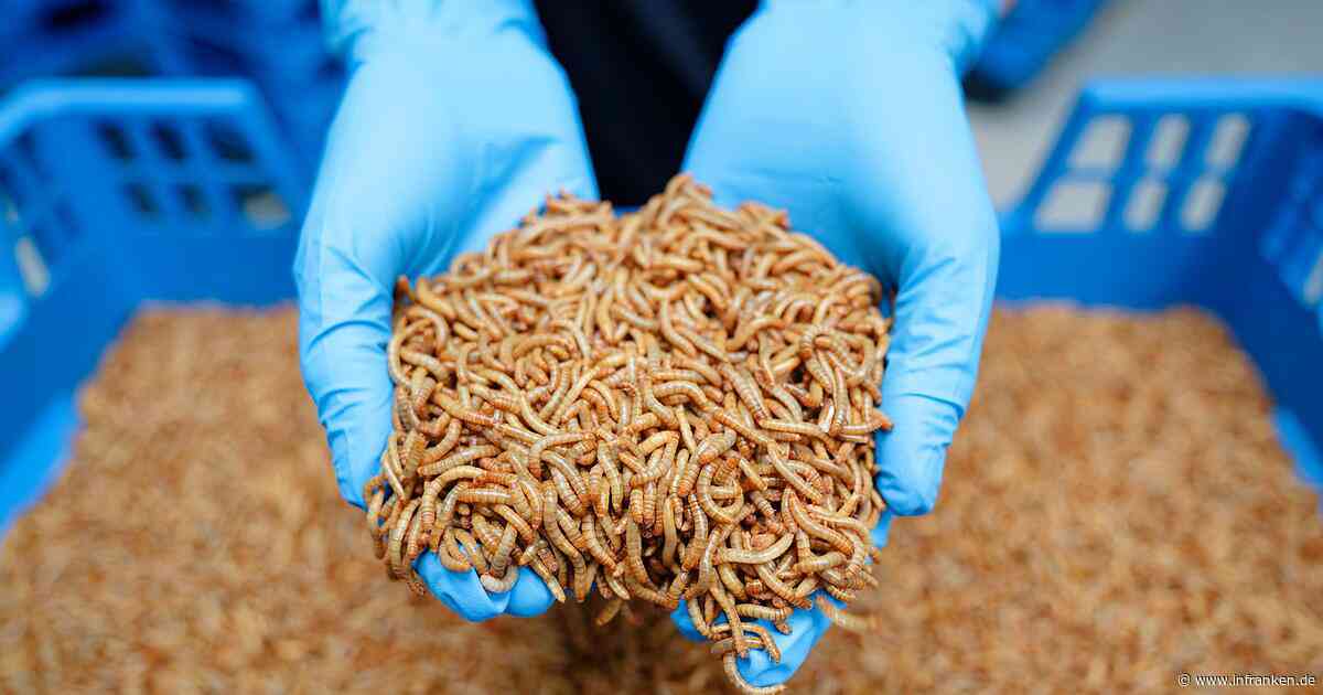 Warum gibt es keine Insekten auf unseren Tellern?