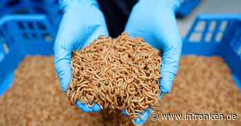 Warum gibt es keine Insekten auf unseren Tellern?