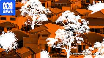 The battle over trees is heating up, and the future of cities is at stake