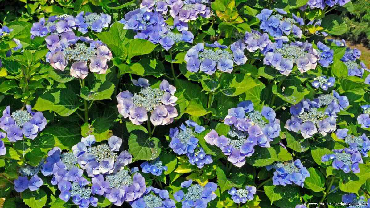 Tellerhortensie ist nicht gleich Tellerhortensie: So vermeiden Sie teure Fehler im Garten