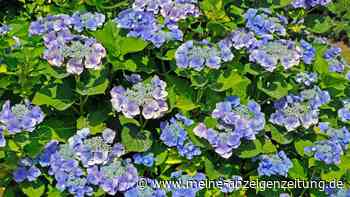 Tellerhortensie ist nicht gleich Tellerhortensie: So vermeiden Sie teure Fehler im Garten