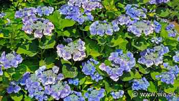Tellerhortensie ist nicht gleich Tellerhortensie: So vermeiden Sie teure Fehler im Garten