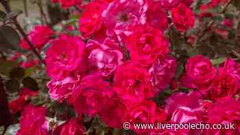 Keep roses blooming longer without black spot disease if you do 3-minute job in September