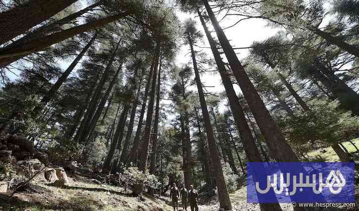 سنوات الجفاف تضع غابات أرز الأطلس أمام تحديات متزايدة في المغرب