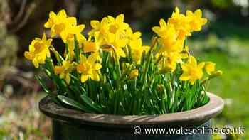 Planting 8 flowers in September brings beautiful blooms in spring – not tulips