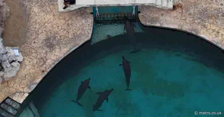 Blind and sick dolphins ‘abandoned’ at closed water park in Mexico