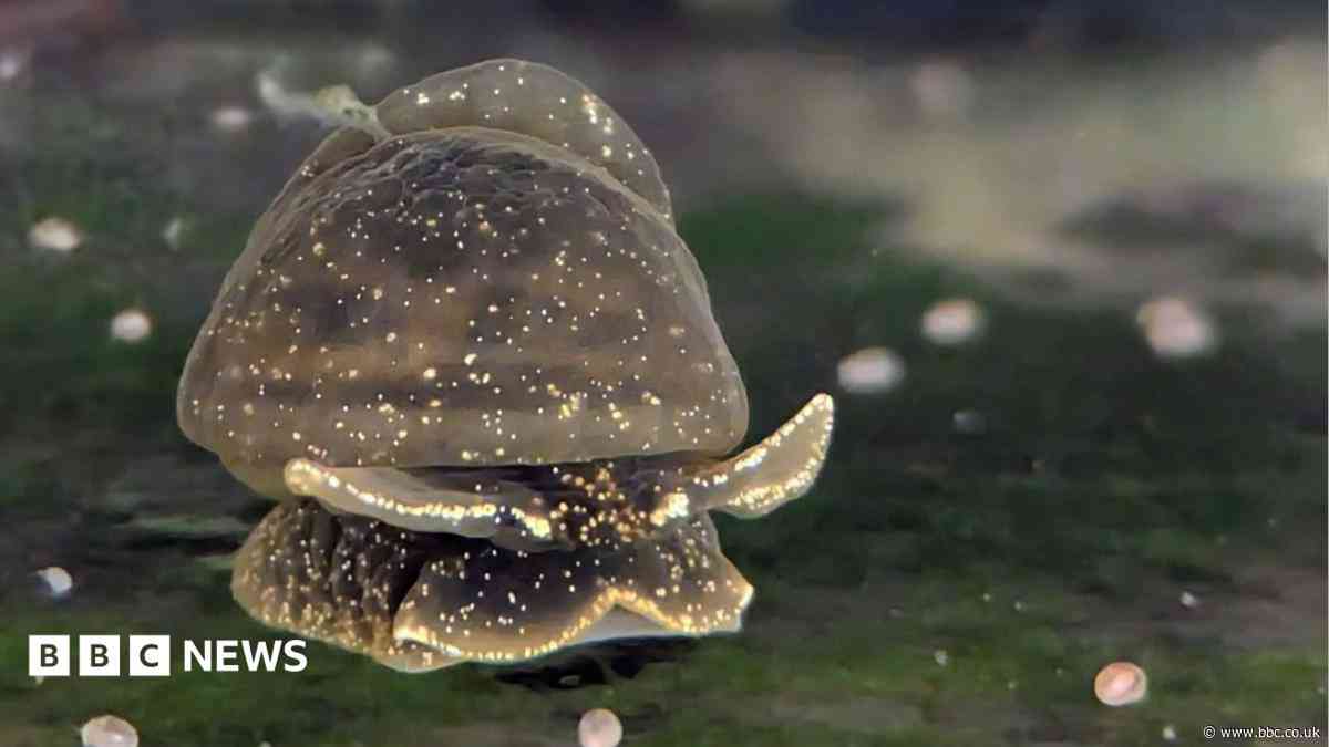 Battle to save the tiny, gooey snail only found in one lake in the UK