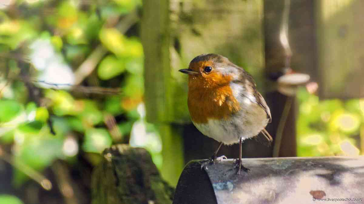 Robins will keep coming back to your garden if one food is laid out
